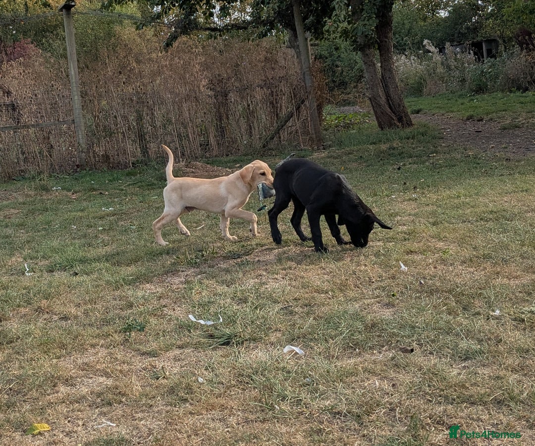Labrador Retriever dogs for sale: Smart mixed colour labrador litter, HEALTH TESTED - Image 10