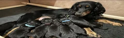 Cockapoo dogs for sale: Adorable Cockapoo  - Black,white & Tan in Hinckley - Advert 8