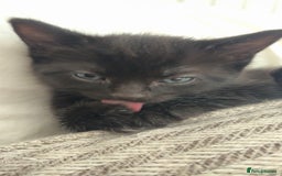 British Shorthair cats for sale: Beautiful kittens to good homes  - Image 3