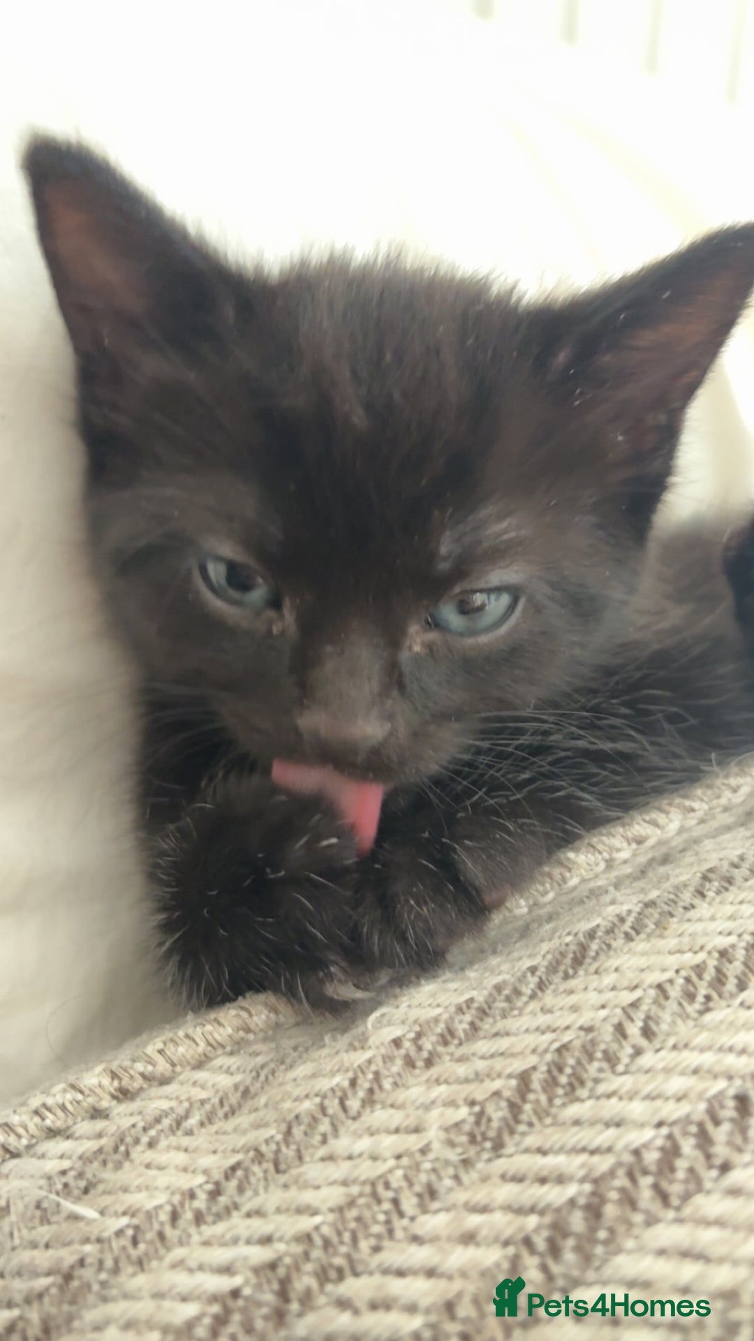 British Shorthair cats for sale: Beautiful kittens to good homes  - Image 3