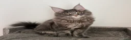 Maine Coon cats for sale: Champion line kittens 🥰 Ready to go 🥰 - Advert 11