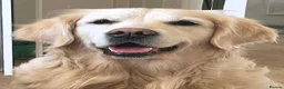 Golden Retriever dogs for sale: Therapy Dog -Multi-Championship Bloodlines - Advert 8