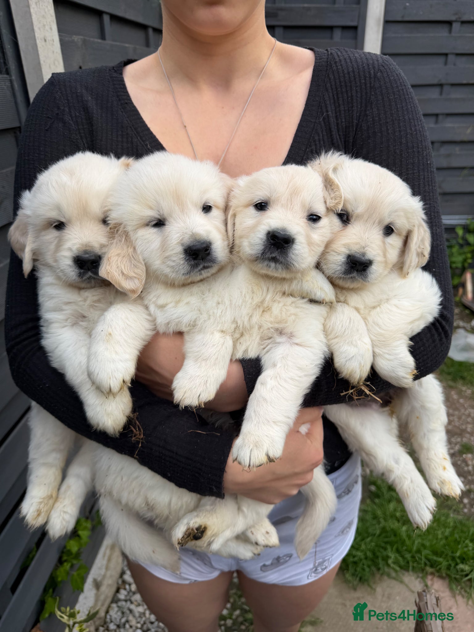Golden Retriever dogs Pure bread puppies - Advert 1