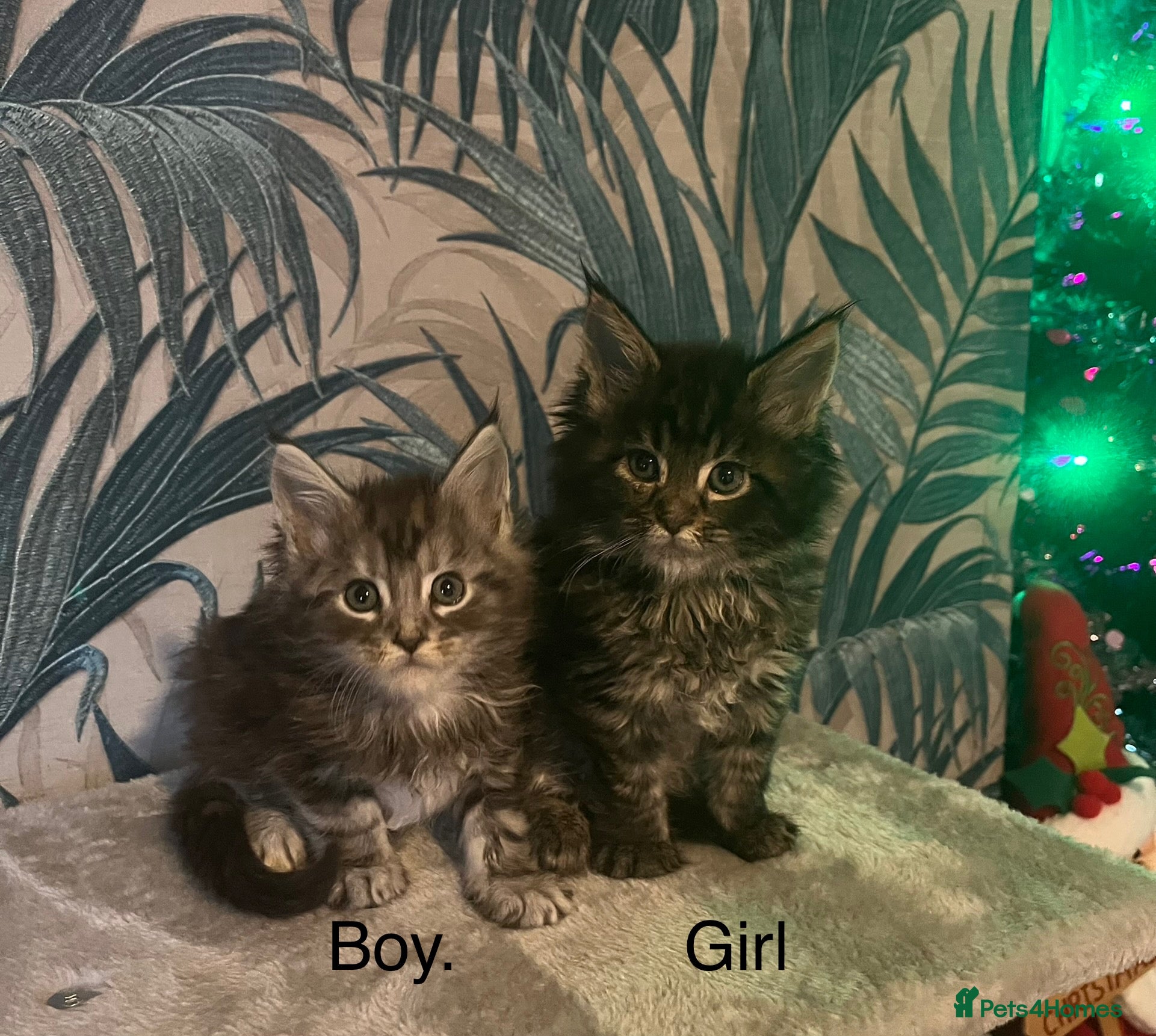 Maine Coon cats Stunning Maincoon kittens boy and girl - Advert 10