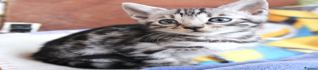 Bengal Kitten 1
