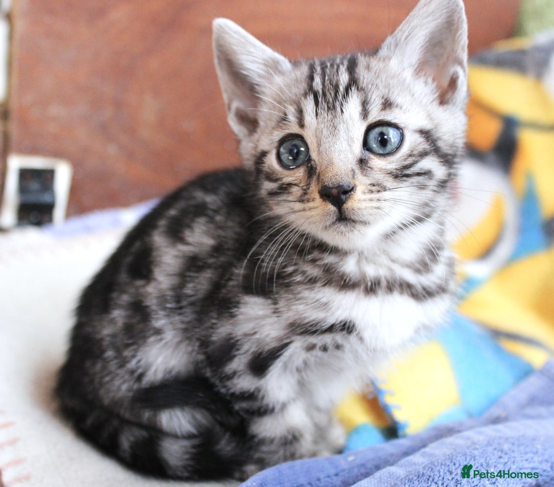 Bengal cats for sale: 2 CUTE SILVER FEMALE BENGAL KITTENS (TICA REG) - Image 1