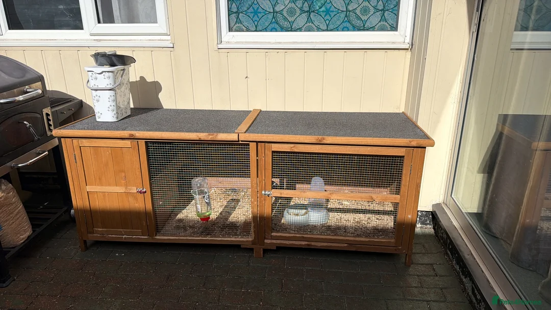 Guinea Pig rodents for sale: Guinea pig with a big cage in Leighton Buzzard - Advert 2