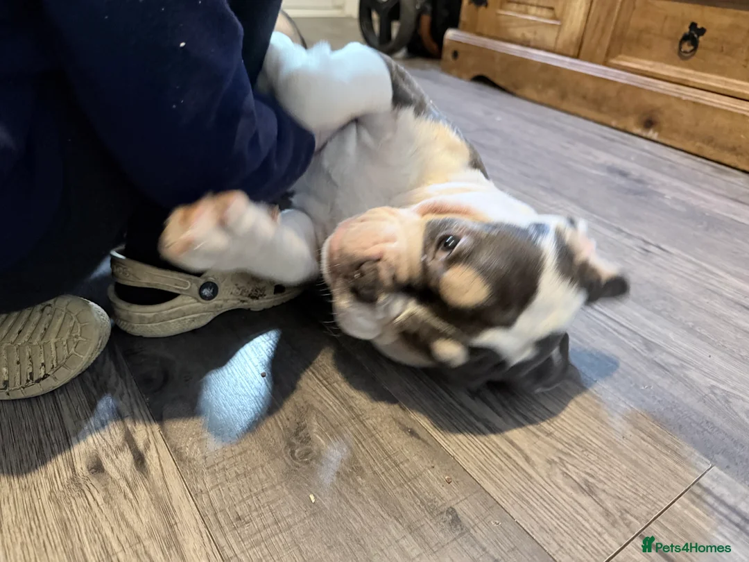 Mixed Breed dogs for sale: Bailey+Bella - Advert 16