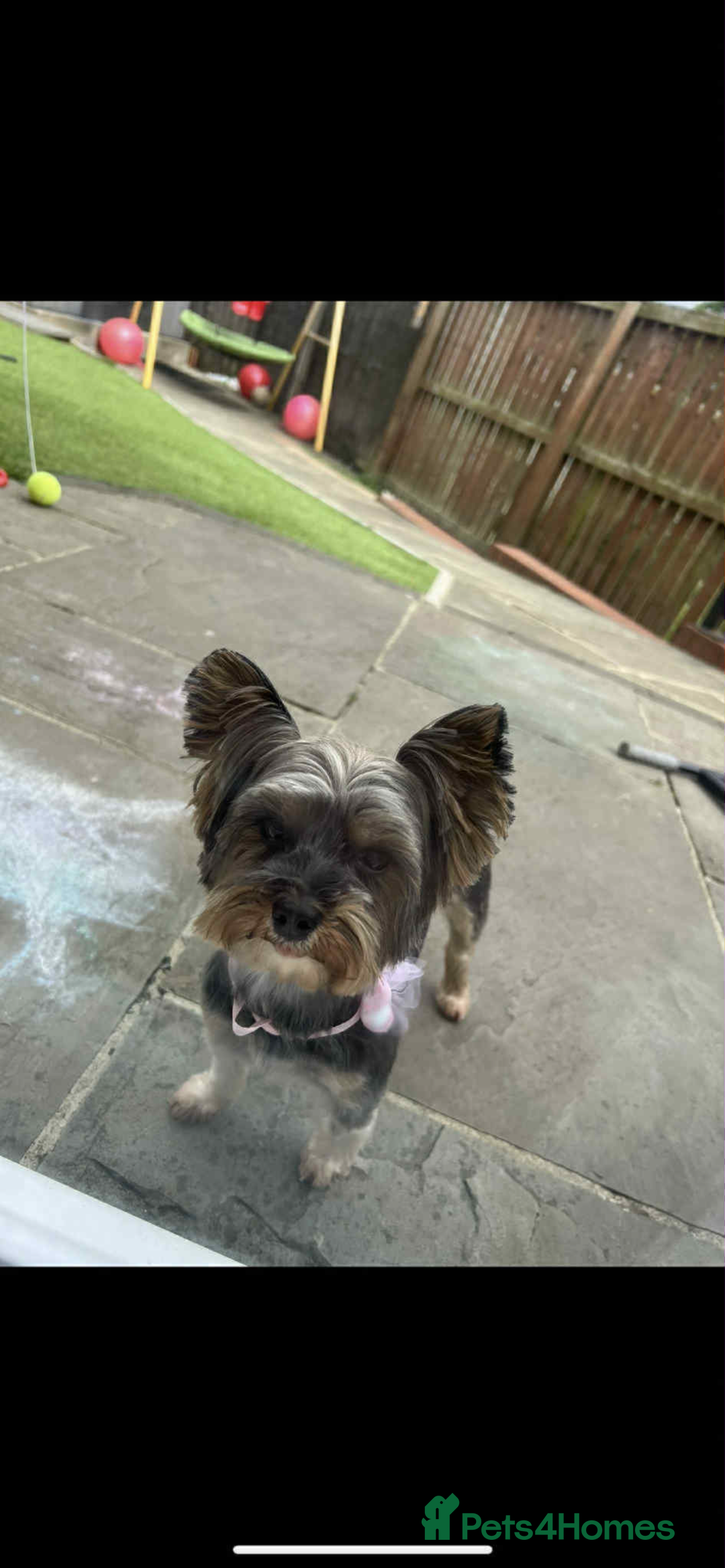 Yorkshire Terrier dogs for sale: Yorkshire terrier puppies for sale  - Image 12