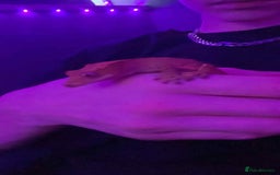 Gecko reptiles for sale: Crested geckos - Advert 4