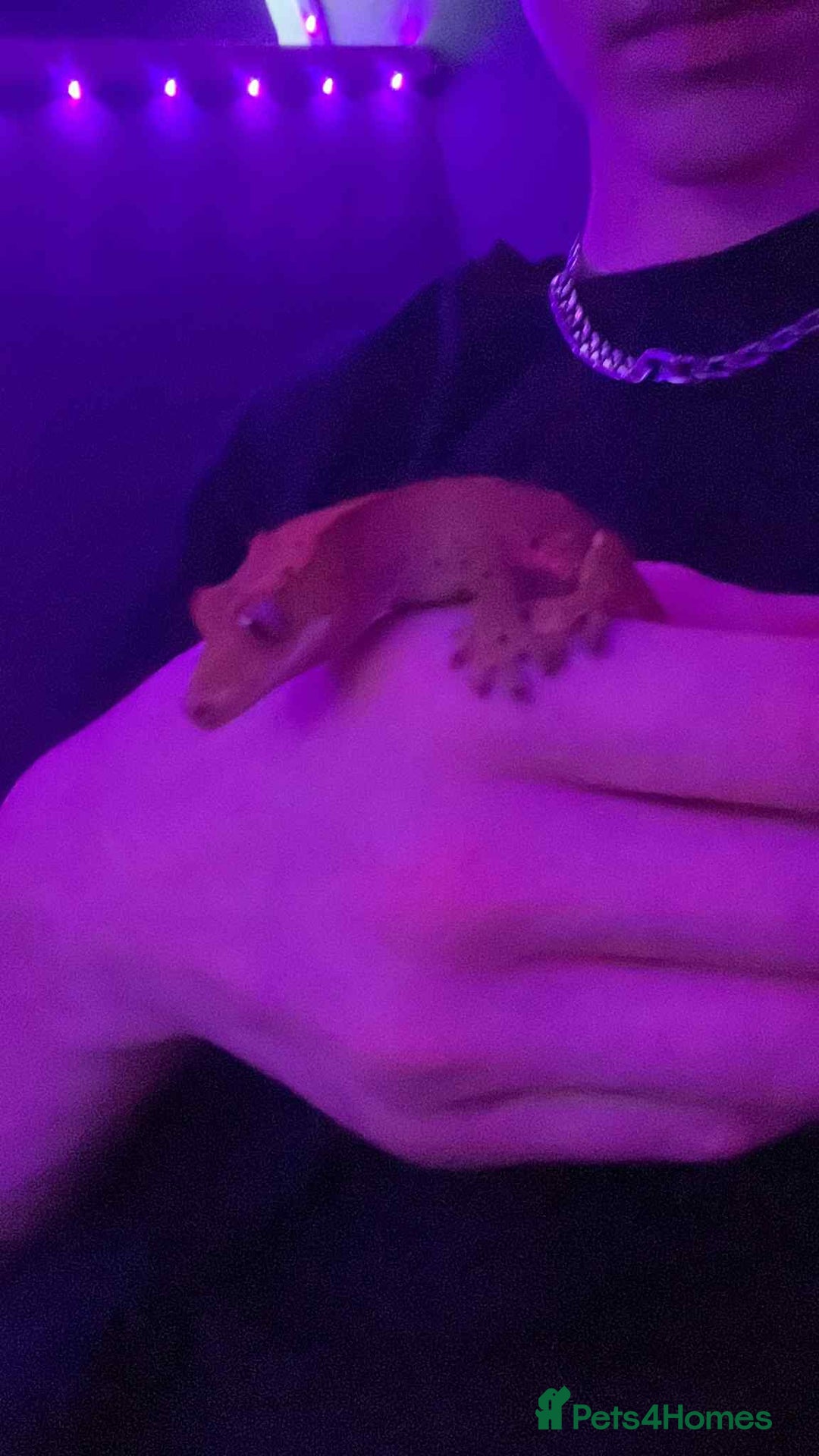 Gecko reptiles for sale: Crested geckos - Advert 4