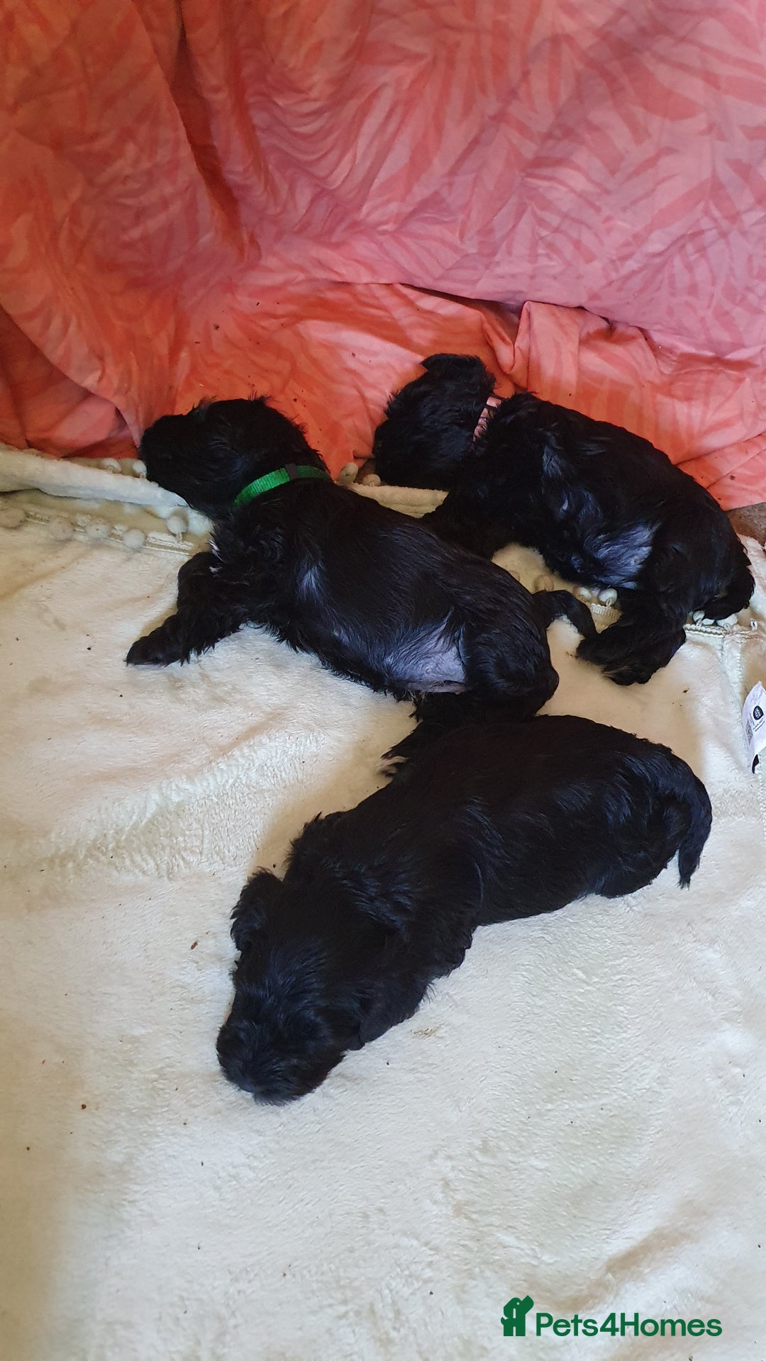 Miniature Schnauzer dogs for sale: Beautiful all Black litter  - Image 9