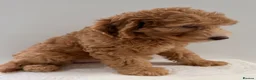 Goldendoodle dogs for sale: Fabulous Australian Doubledoodle Puppies  - Advert 16