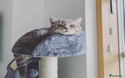British Shorthair cats for sale: Lovely brown spotted British shorthair kittens - Image 6