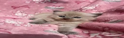 Ragdoll cats for sale: Beautiful mink & traditional ragdoll kittens  - Advert 13