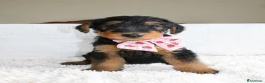 🎀