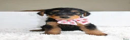 Airedale Terrier dogs for sale: KC Female Puppy Available- 5✨ licensed breeder - Advert 4