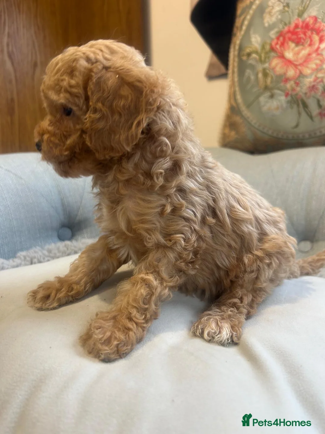 Cockapoo dogs for sale: Beautiful babies available  - Advert 4