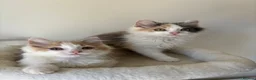 Mixed Breed cats for sale: Two kittens male/female long hair dilute calico  - Advert 2