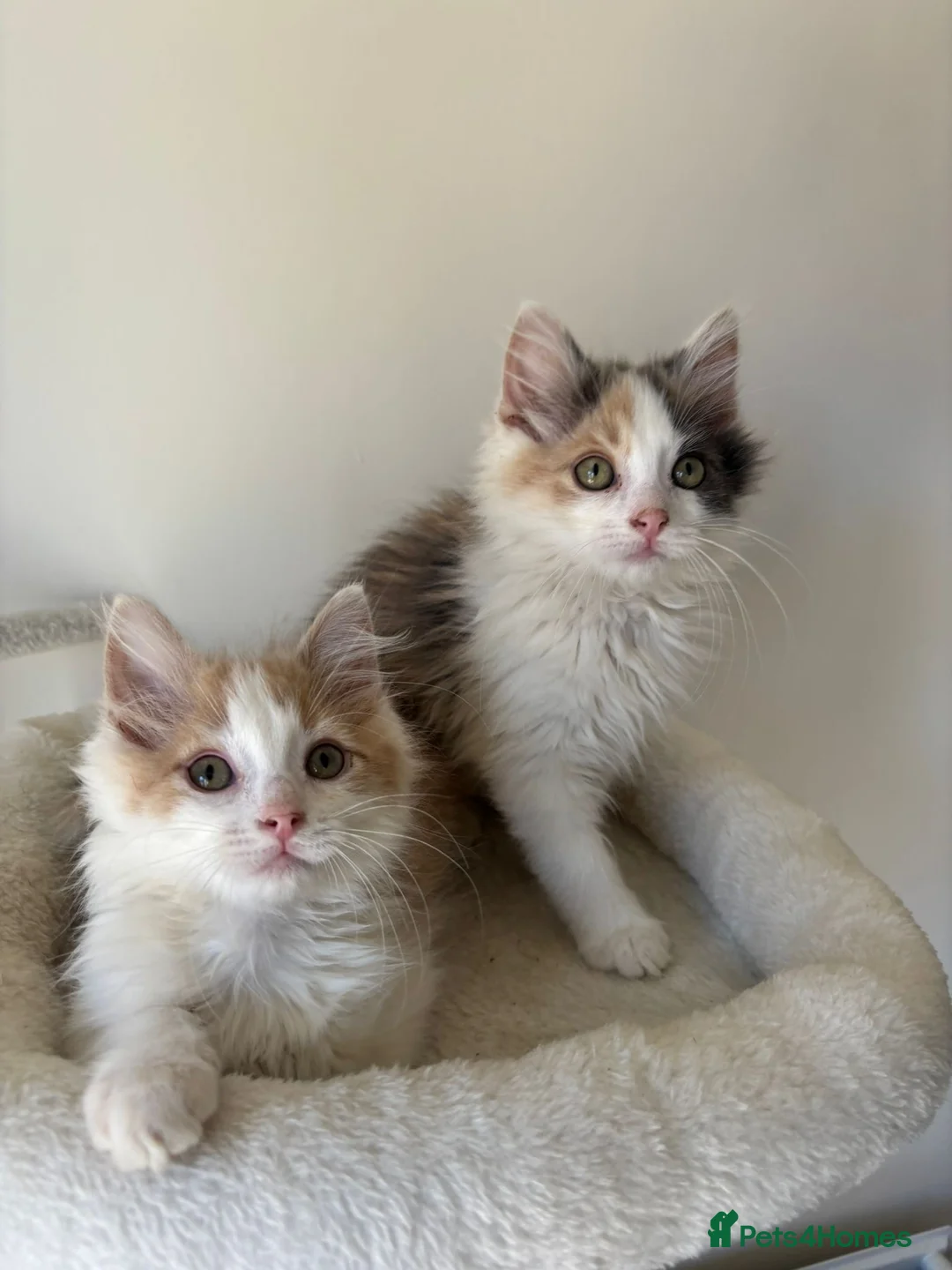 Mixed Breed cats for sale: Two kittens male/female long hair dilute calico  - Advert 2