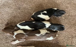 English Springer Spaniel dogs for sale: Gorgeous marked English Springer Spaniel pups  - Image 5