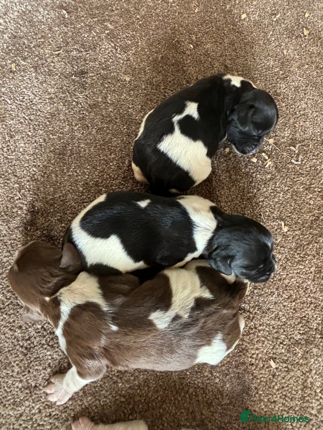 English Springer Spaniel dogs for sale: Gorgeous marked English Springer Spaniel pups  - Image 5