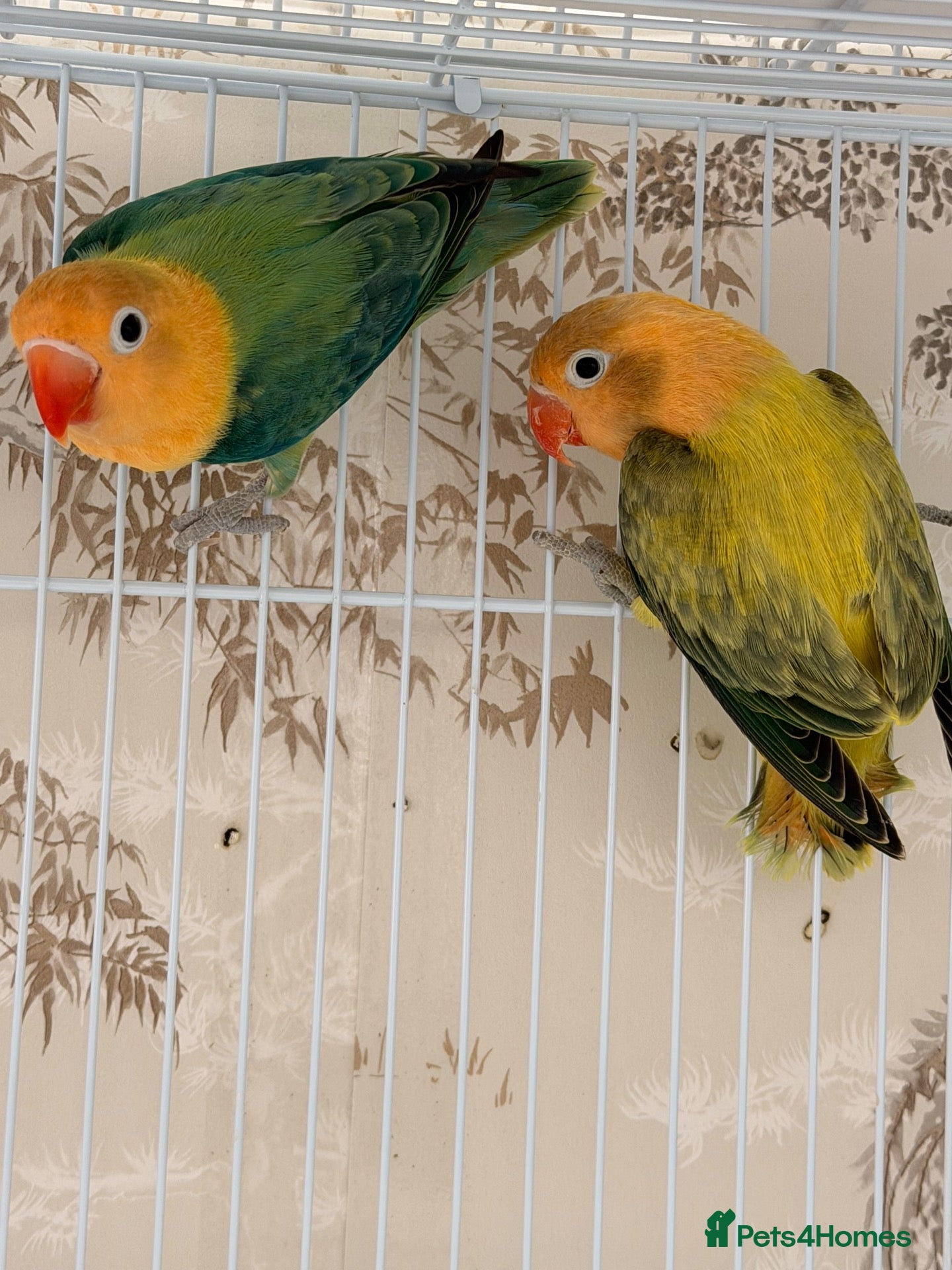Lovebirds birds for sale: Lovebirds pairs and aquas for rehoming  - Advert 1