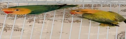 Lovebirds birds for sale: Lovebirds pairs and aquas for rehoming  - Advert 1