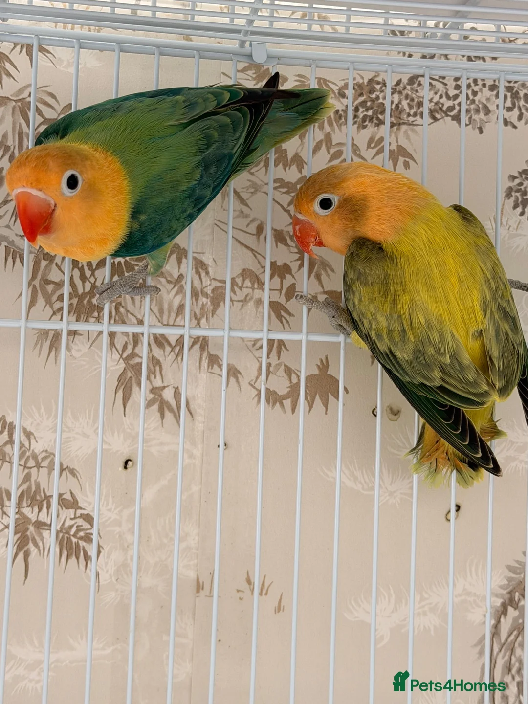 Lovebirds birds for sale: Lovebirds pairs and aquas for rehoming  - Advert 1