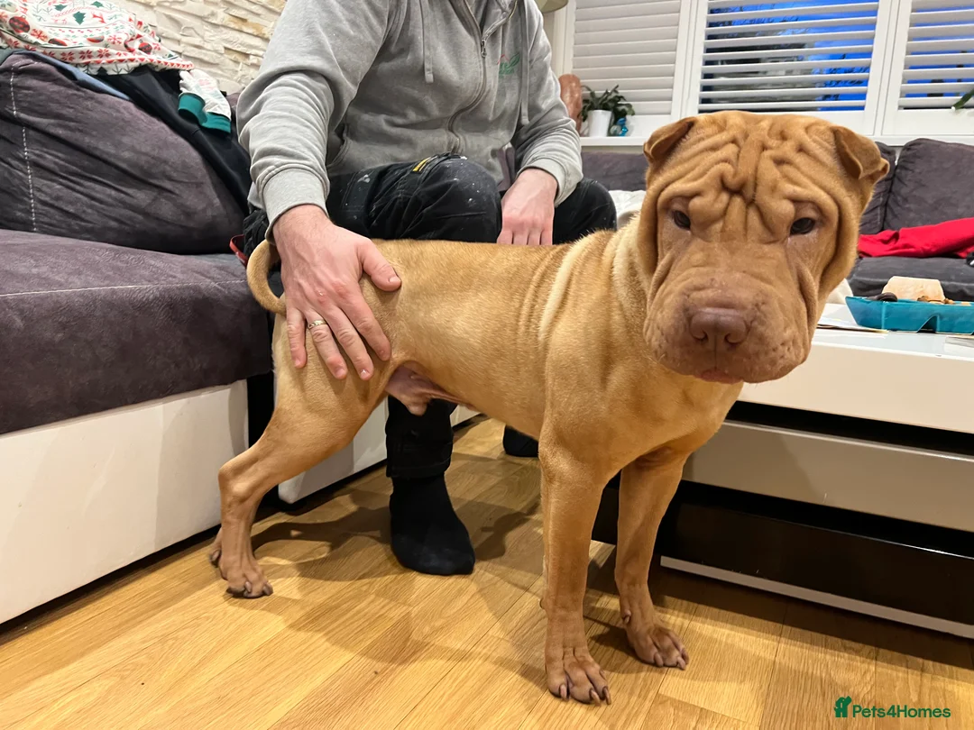 Shar Pei dogs for stud: Gorgeous Pure Shar pei ready for stud!  in Feltham - Advert 7