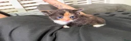 Mixed Breed cats for sale: BEAUTIFUL TORTISHELL KITTEN AND MORE - Advert 4