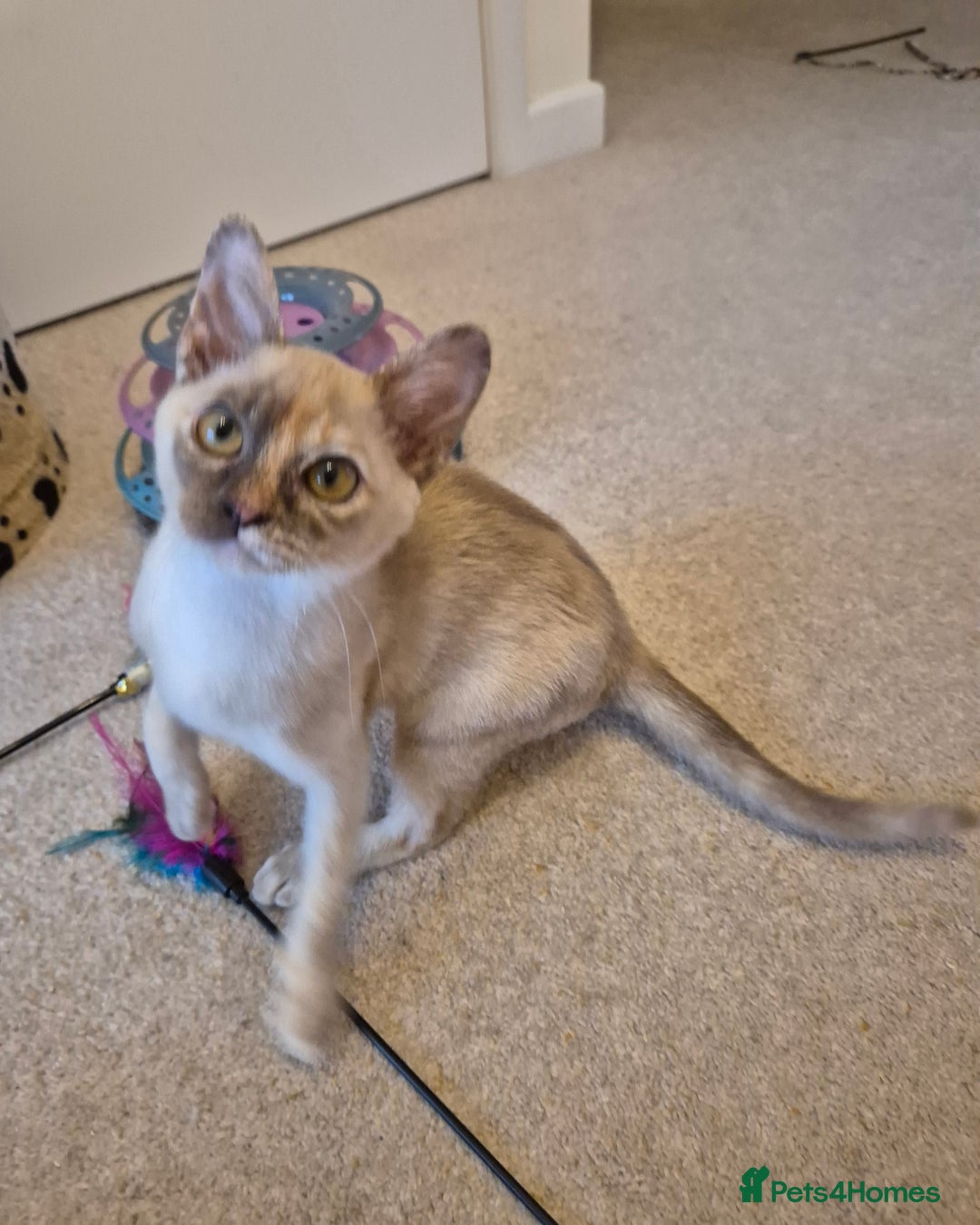 Burmese cats for sale: Gorgeous Pedigree Burmese Kittens - Advert 2