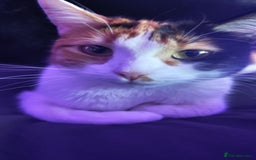 British Shorthair cats for sale: Mona  - Image 4