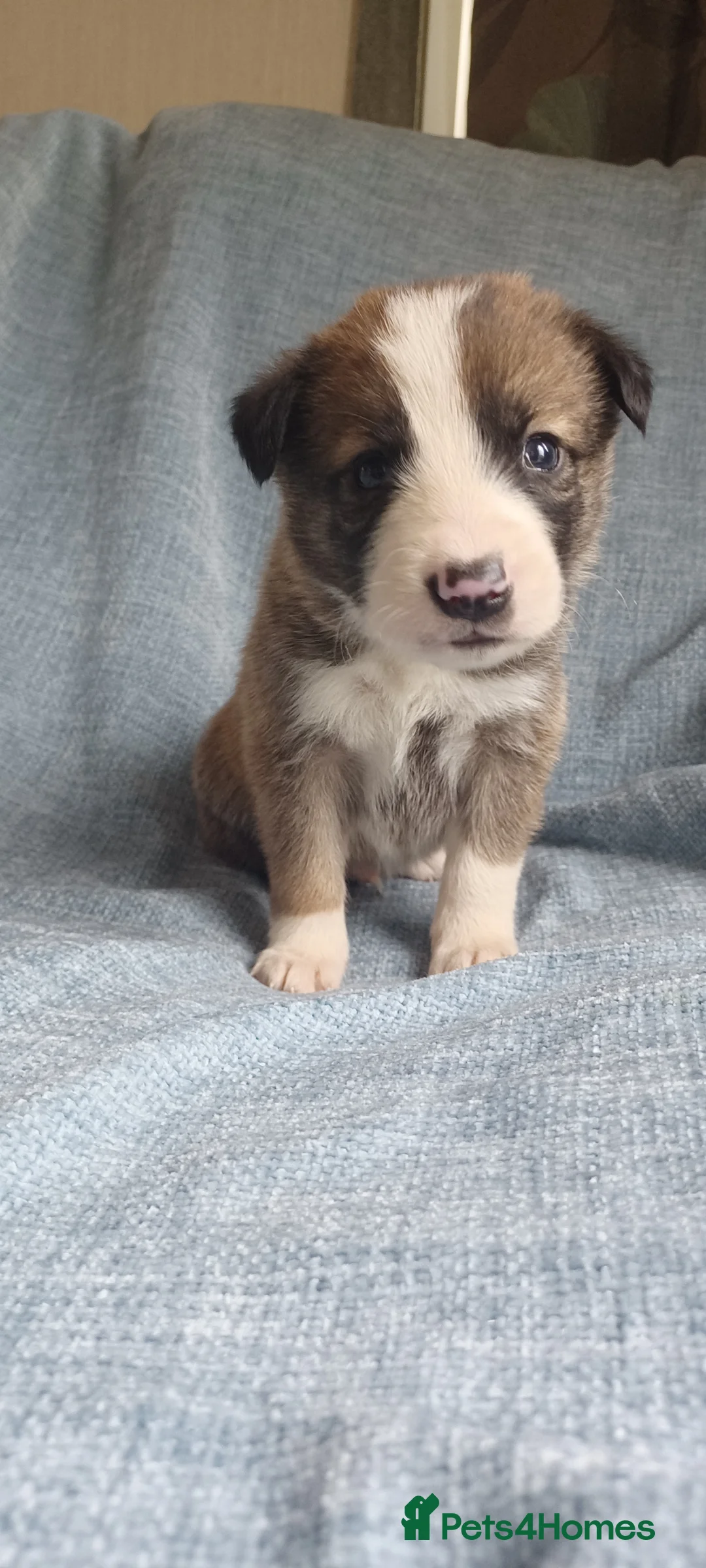 Border Collie dogs for sale: Collie puppies for sale ONLY BOYS AVAILABLE - Advert 17
