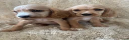Cocker Spaniel dogs for sale: Beautiful show type cocker spaniels READY NOW - Advert 4