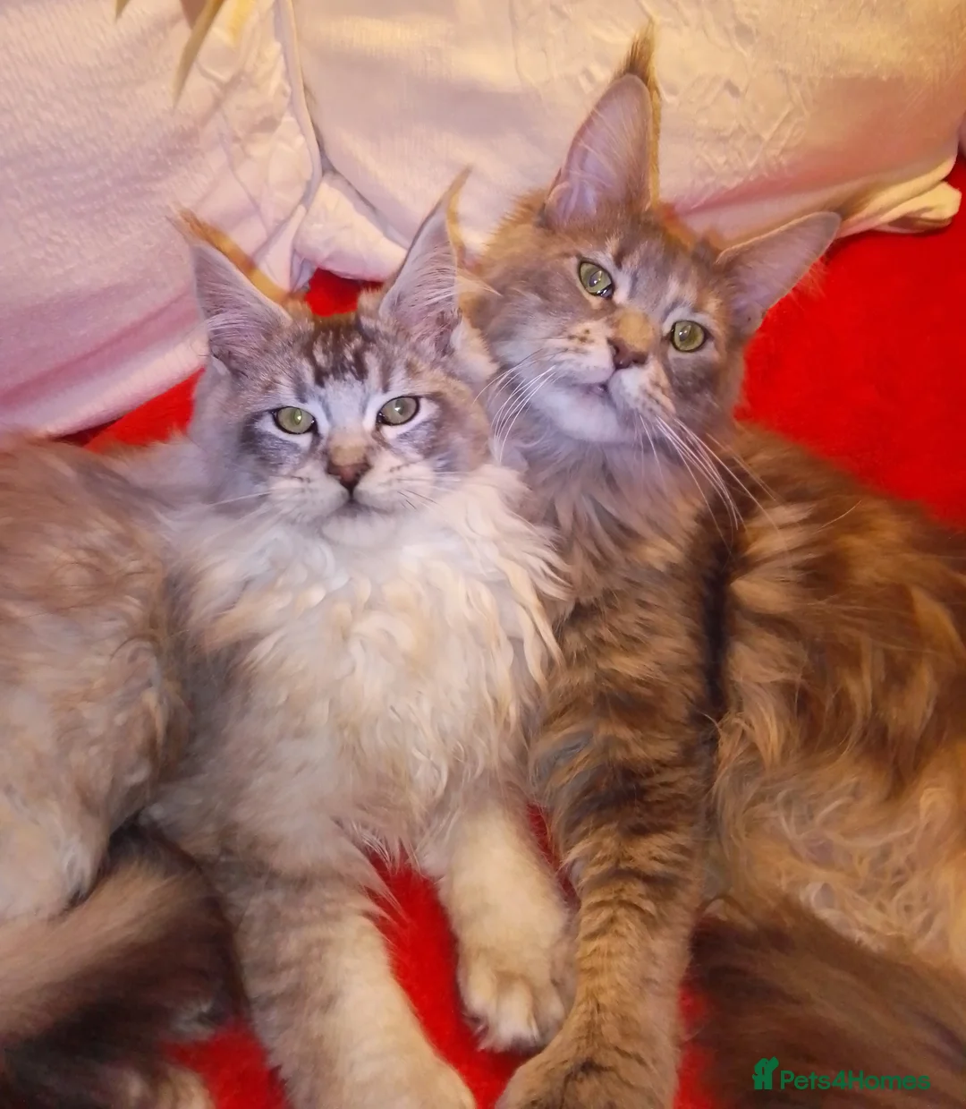 Maine Coon cats for sale: POLYDACTYL large TICA boy - collect S.WALES/SURREY - Advert 16