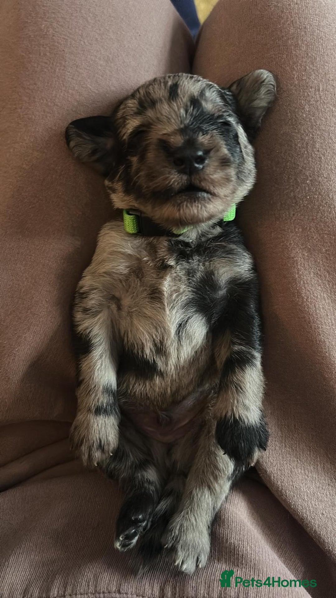 Labradoodle dogs for sale: Labradoodle puppies (home-raised) for sale - Advert 21