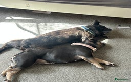 French Bulldog dogs for sale: 5 month old blue&tan brindle female frenchie - Advert 3