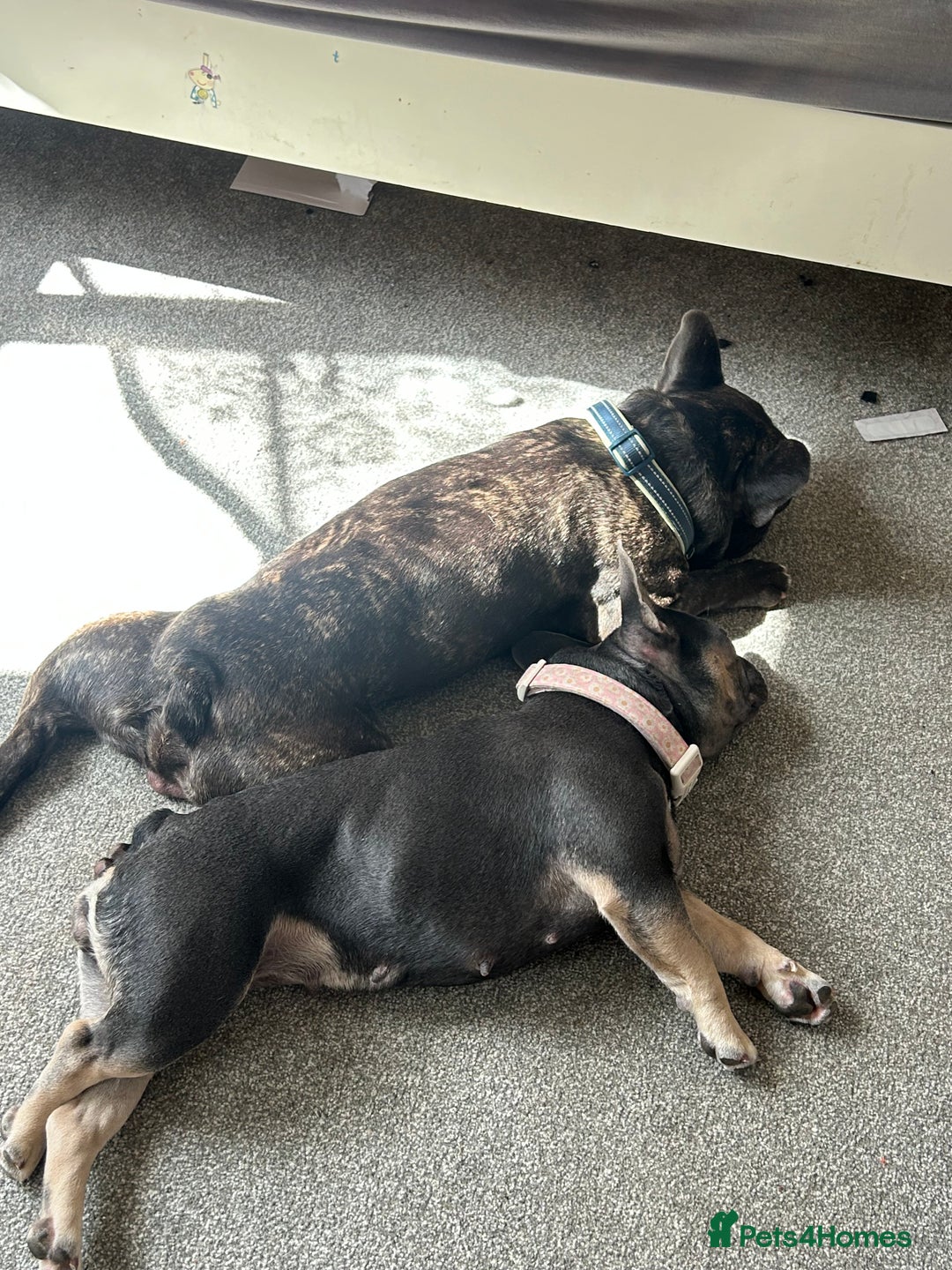 French Bulldog dogs for sale: 5 month old blue&tan brindle female frenchie - Advert 3