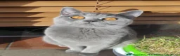 British Shorthair cats for sale: Gorgeous chunky British Shorthairs pedigree parent - Advert 4