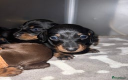 Miniature Dachshund dogs for sale: Black and Tan miniature dachshunds  - Advert 1