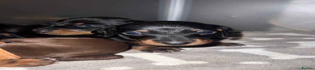 Miniature Dachshund Puppy 1