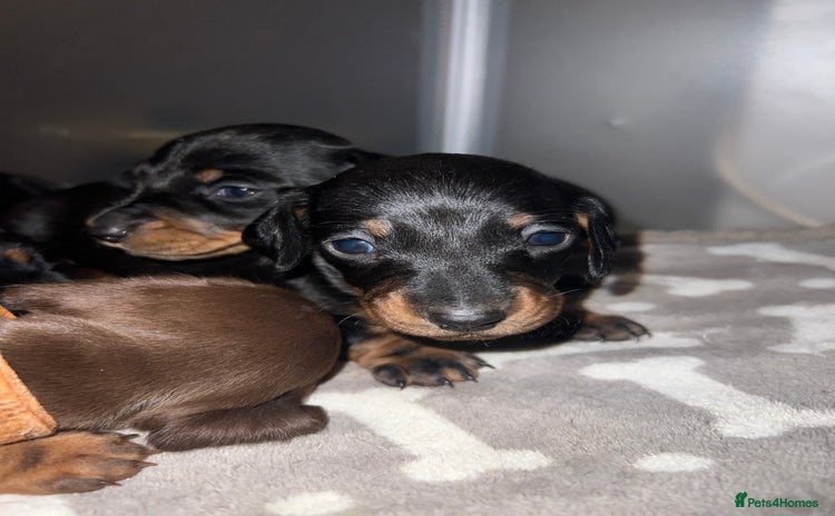 Miniature Dachshund dogs Black and Tan miniature dachshunds  - Advert 1
