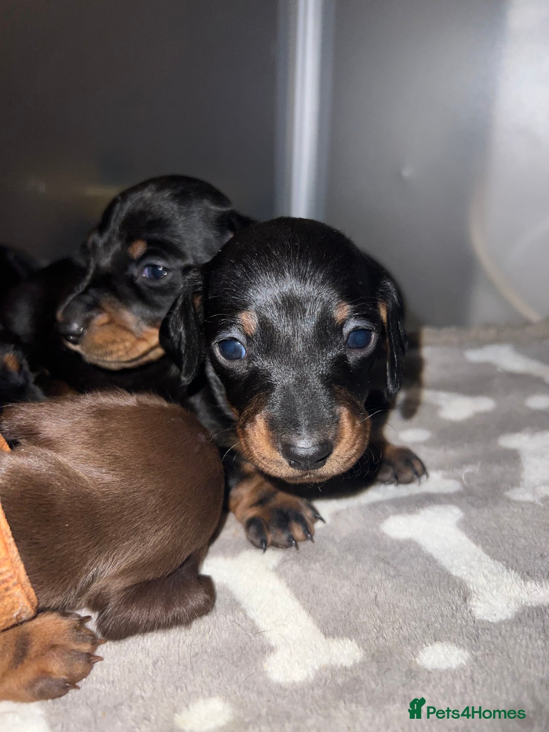 Miniature Dachshund dogs for sale: Black and Tan miniature dachshunds  - Advert 1