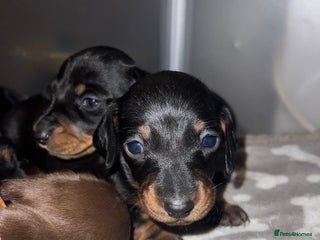 Miniature Dachshund dogs Black and Tan miniature dachshunds - Advert 1