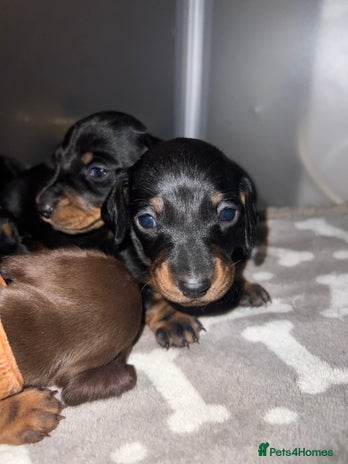 Miniature Dachshund dogs Black and Tan miniature dachshunds - Advert 1