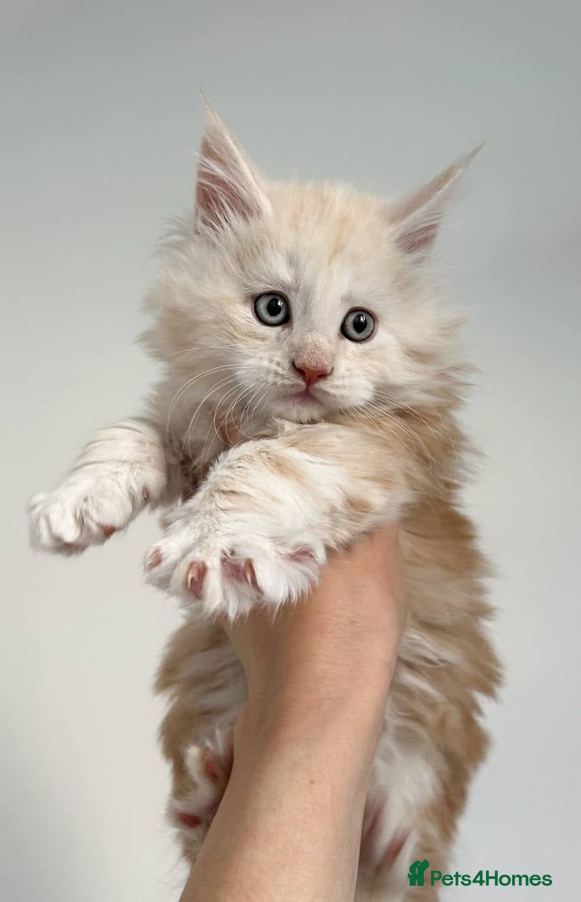 Maine Coon cats Pure Maine coon  - Advert 2