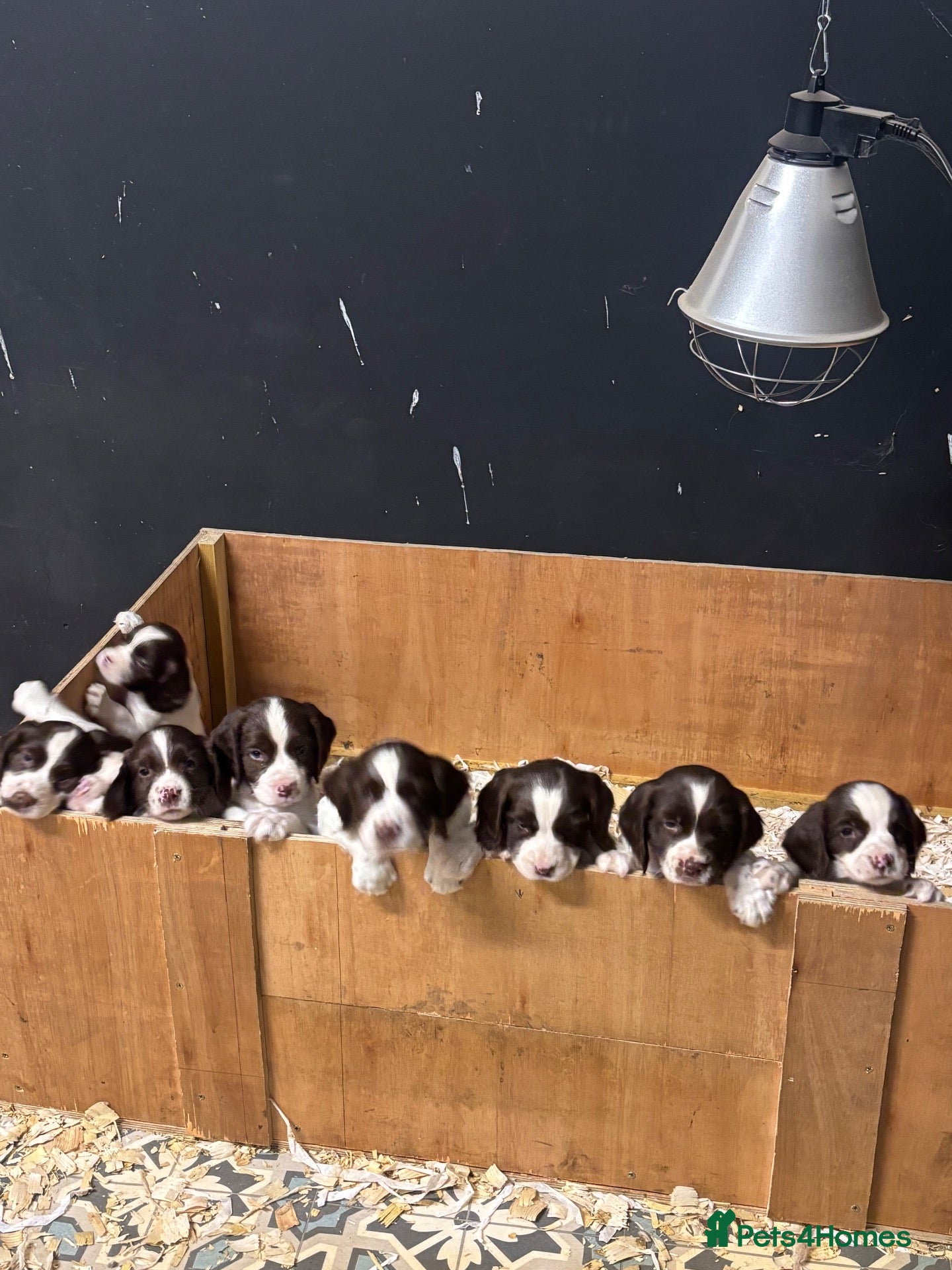 English Springer Spaniel dogs 4 Boys remaining - Springer Spaniel Puppies - Advert 1