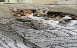 Domestic Shorthair cats for sale: Kittens looking for forever home 🧡🤎🧡 - Image 9