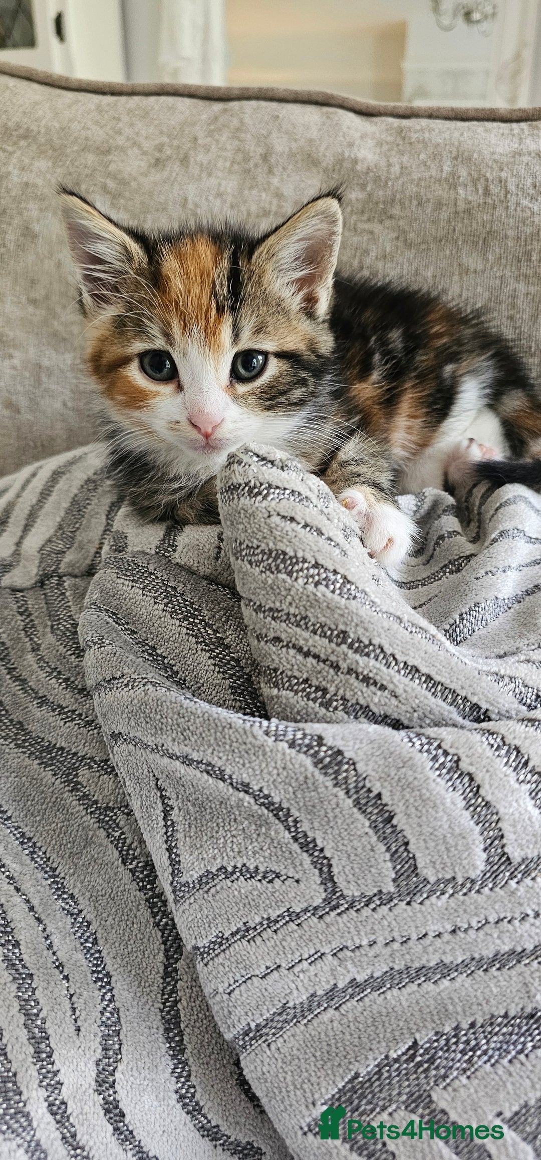 Domestic Shorthair cats for sale: Kittens looking for forever home 🧡🤎🧡 - Image 9